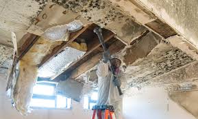  , USA Mold Removal Pros